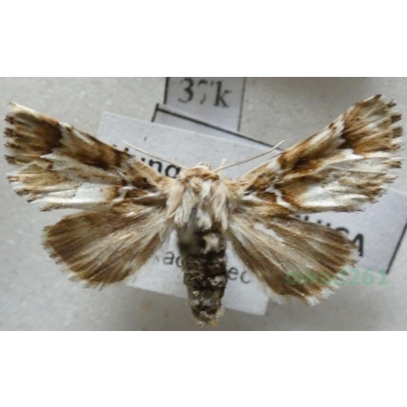 Oxicesta geographica (Fabricius, 1787) Hungaria37k